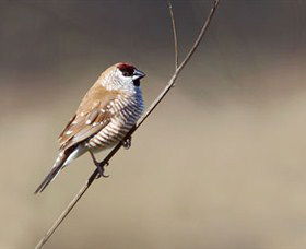 Capertee Valley Bird Trail - South Australia Travel 3