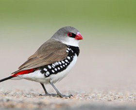 Capertee Valley Bird Trail - South Australia Travel 1