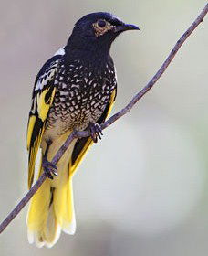 Capertee Valley Bird Trail - South Australia Travel 4