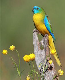 Capertee Valley Bird Trail - South Australia Travel 5