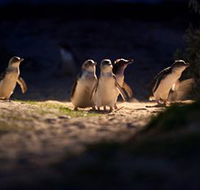 Phillip Island Nature Parks - South Australia Travel
