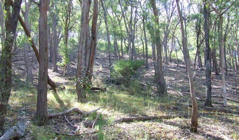 Burning Mountain Nature Reserve - South Australia Travel 3