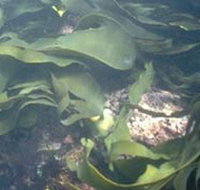 Churchill Island Marine National Park - South Australia Travel