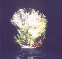 Glow Worm Tunnel - South Australia Travel