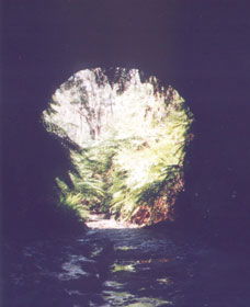 Glow Worm Tunnel - South Australia Travel 0