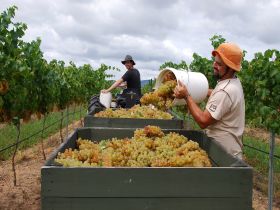 Golden Grove Estate - South Australia Travel 0