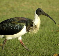 Toowoomba Water Bird Habitat - South Australia Travel