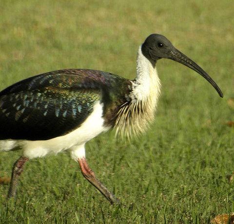 Toowoomba Water Bird Habitat - South Australia Travel 0