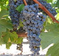 Joshuas Fault Wine - South Australia Travel