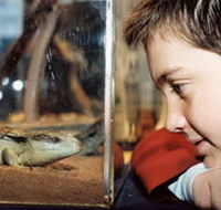 Canberra Reptile Zoo - South Australia Travel