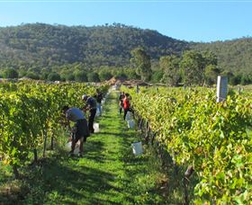 Savina Lane Premum Wines - South Australia Travel 1
