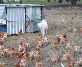 Northside Farmers Market - South Australia Travel 1