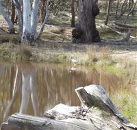 Mulligans Flat - South Australia Travel