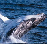 Sydney Eco Whale Watching - South Australia Travel