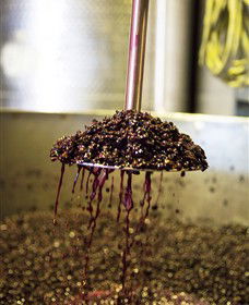 Quealy Winemakers - South Australia Travel 6