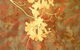 Fellia Melas Gallery - thumb 0