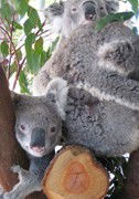 Cohunu Koala Park - South Australia Travel 1