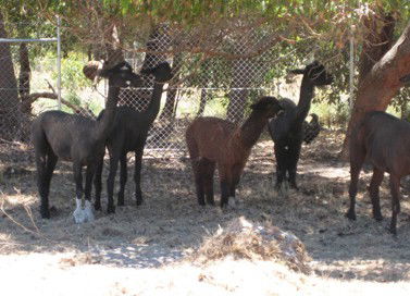 Cohunu Koala Park - South Australia Travel 2