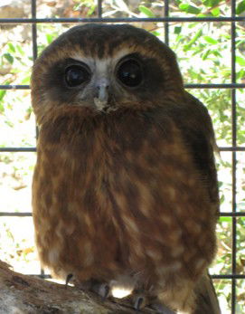 Cohunu Koala Park - South Australia Travel 3
