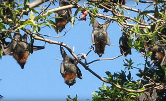 Blackbutt Reserve - South Australia Travel 1