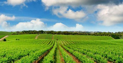 Sydney Weekend Adventures - South Australia Travel 2