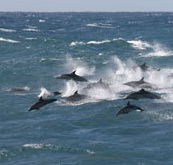 Tamboi Queen Cruises - South Australia Travel