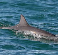 Byron Bay Dolphin Wildlife Tours - South Australia Travel