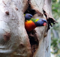 Cumberland State Forest - South Australia Travel
