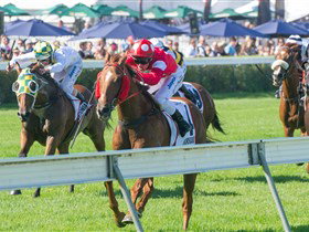 Morphettville Racecourse - South Australia Travel 2