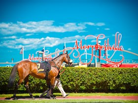 Morphettville Racecourse - South Australia Travel 3