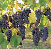 Hills Short Wine and Food Trail - South Australia Travel