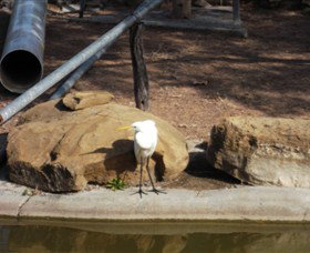 Ram Park - South Australia Travel 3