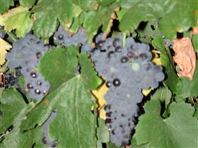 Grancari - South Australia Travel 2