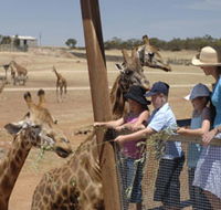 Monarto Open Range Zoo - South Australia Travel