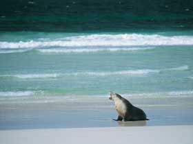 Flinders Chase National Park - South Australia Travel 1