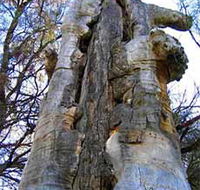 Junction Island Nature Reserve Canoe Tree and Walking Track - South Australia Travel