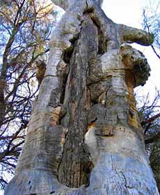Junction Island Nature Reserve, Canoe Tree And Walking Track - South Australia Travel 0
