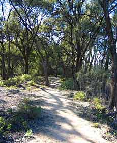 Junction Island Nature Reserve, Canoe Tree And Walking Track - South Australia Travel 2