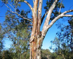 ODonnell Park At Curlwaa - South Australia Travel 2