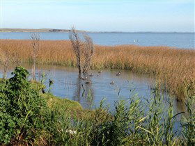 Meningie's Pelican Path - Yunti Ngopun Ngami - South Australia Travel 3