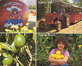 Orange World - South Australia Travel 1