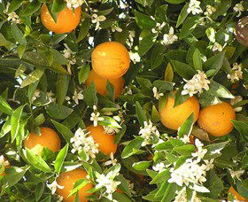 Orange World - South Australia Travel 2