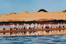 Coorong National Park - South Australia Travel 0