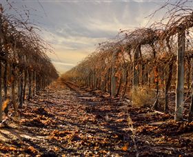 Andrew Peace Wines - South Australia Travel 2