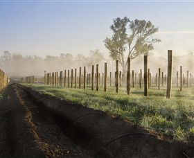 Andrew Peace Wines - South Australia Travel 5