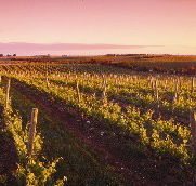 Ralph Fowler Wines - South Australia Travel