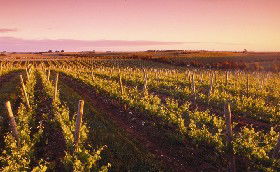 Ralph Fowler Wines - South Australia Travel 0