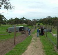 Avenue Emus - South Australia Travel