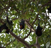 Manngarre Rainforest Walk - South Australia Travel