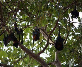 Manngarre Rainforest Walk - South Australia Travel 0